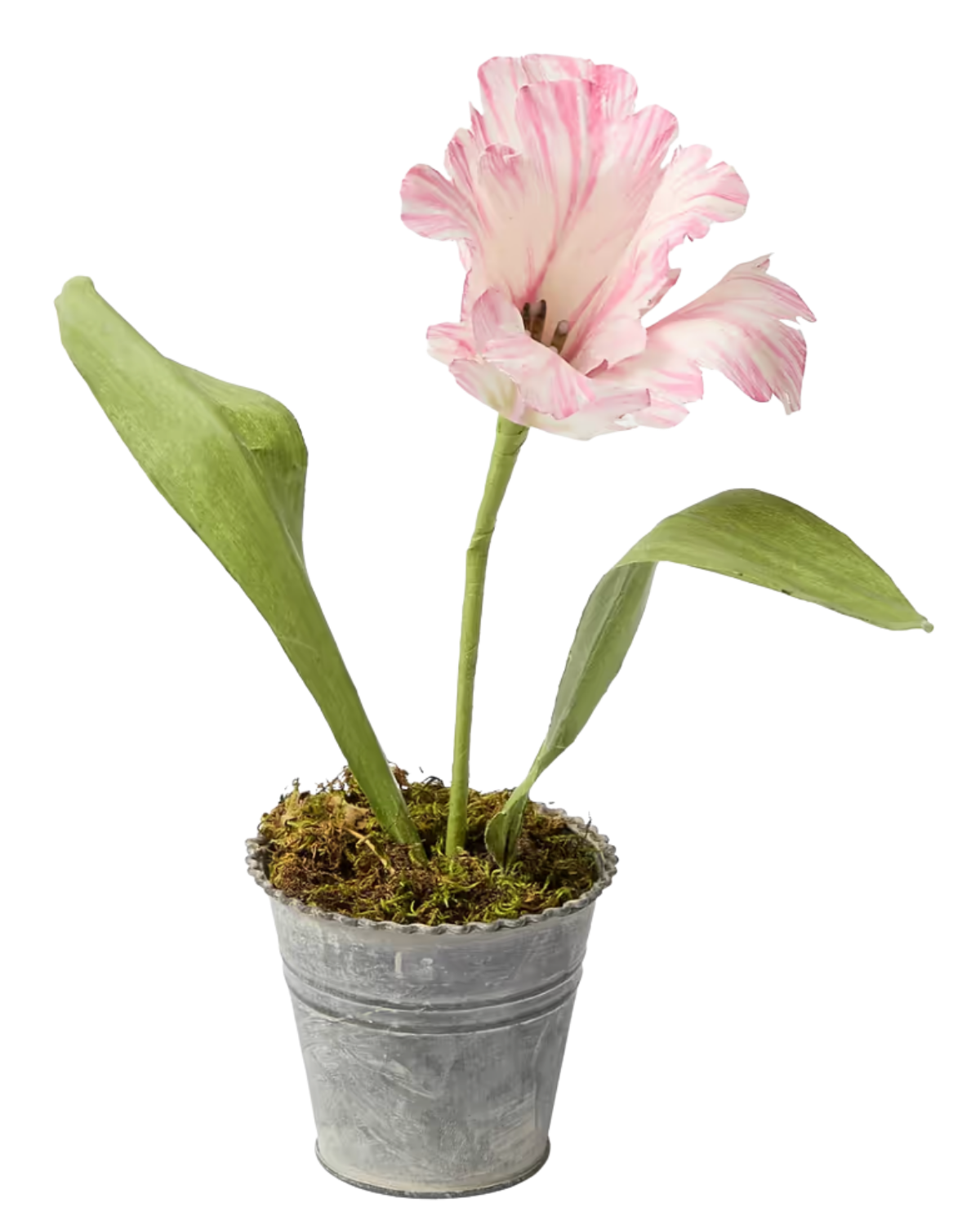 pink handpainted tulip